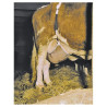 Filet de protection des pis taille L KERBL 1579060416