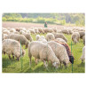 Filet pour enclos de moutons et chèvres AKO 27325