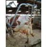 Support pour soin des onglons VINK 1641021002